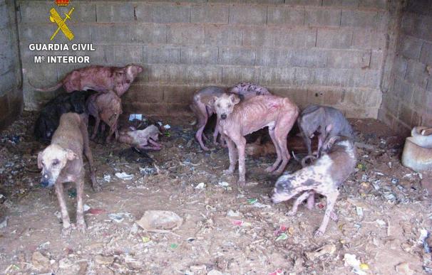 Investigan a un hombre por maltratar a 30 perros con sarna y heridas que vivían entre heces