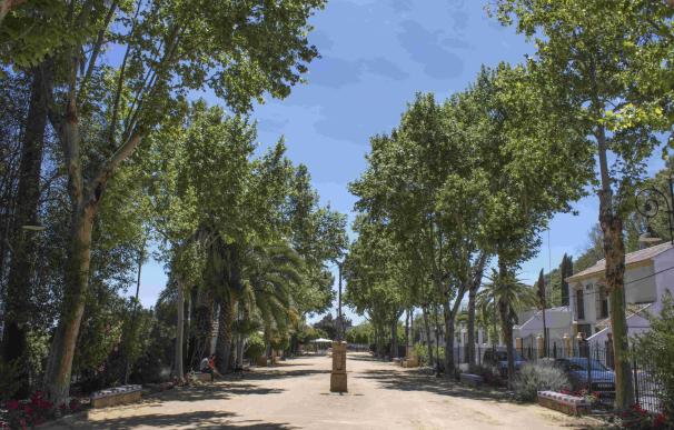 Carmona aprueba las nuevas obras, con pistas de ciclismo y restauración de la Alameda de Alfonso XIII