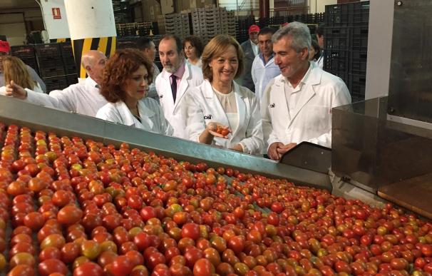 Almería concentra casi el 89% de las exportaciones de tomate de Andalucía entre septiembre de 2015 y febrero de 2016