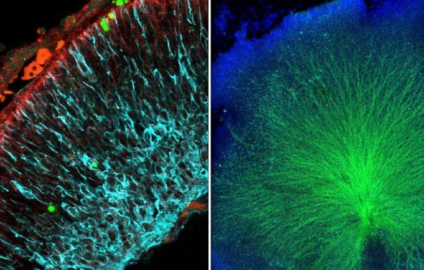 Científicos del CSIC descubren un nuevo mecanismo que regula la producción neuronal modulando el metabolismo