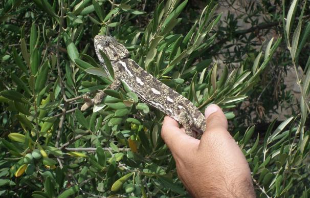 El Centro de la Biodiversidad de Málaga espera el nacimiento en verano de unos 85 camaleones