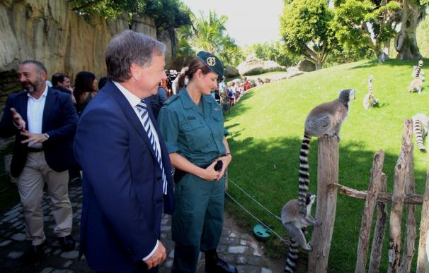 Un lemur en peligro de extinción encontrado en la calle en València, nuevo inquilino del Bioparc
