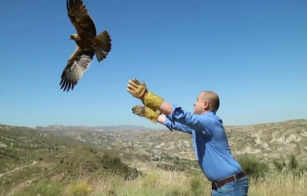 Junta libera un águila culebrera y un águila calzada tras recuperarse de sus lesiones