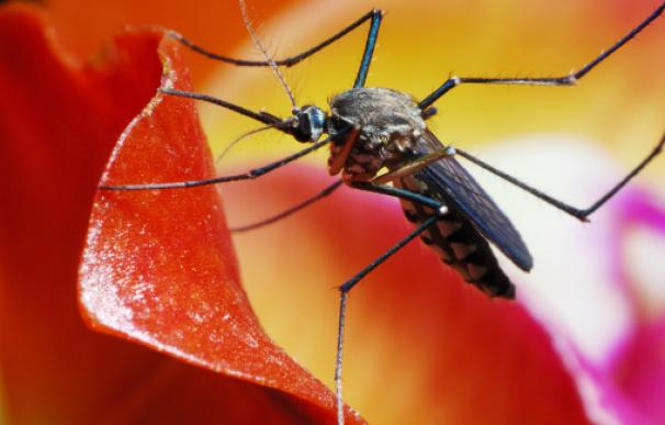 La OMS declara a Europa libre de malaria (GettyImages)