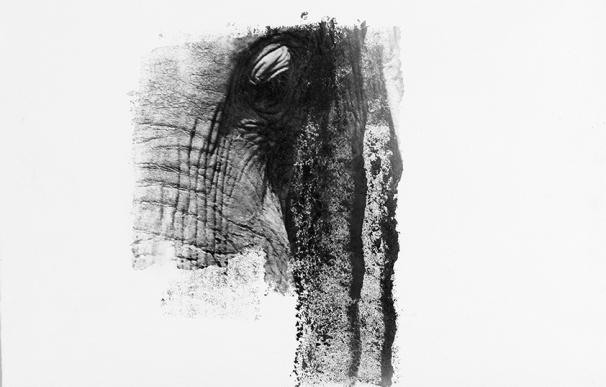 El Museo de Ciencias Naturales inaugurará el jueves la exposición de fotografías de Lisette Pons 'El Elefante Africano'