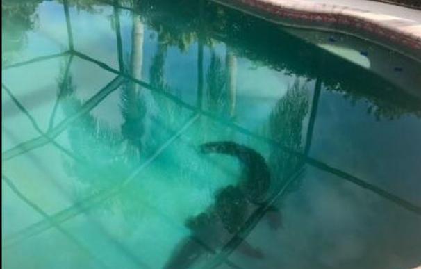 Un caimán de más de dos metros acaba desesperado en una piscina familiar