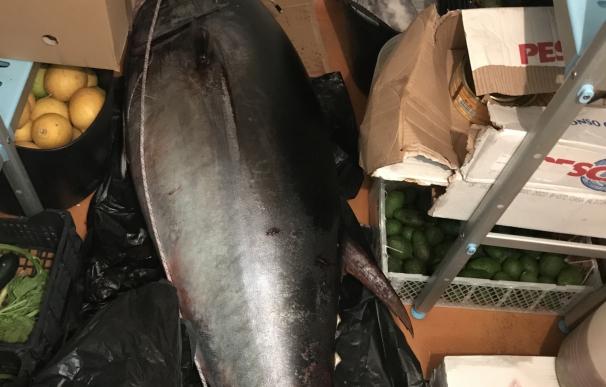 Policía Nacional sorprende a unos pescadores furtivos en Marbella con un atún rojo de 111 kilogramos