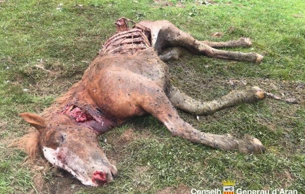 El oso Goiat, liberado en junio en el Pirineo de Lleida, mata a una yegua en el Valle de Arán