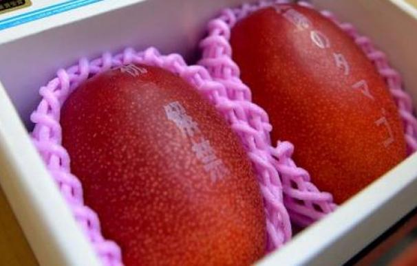 Los mangos que han batido el récord pertenecen a la variedad 'Taiyo no tamago' ('Huevo del sol').