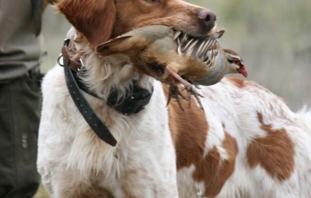 El Senado debate mañana la propuesta del PP para que se pueda corta la cola a algunos perros en España