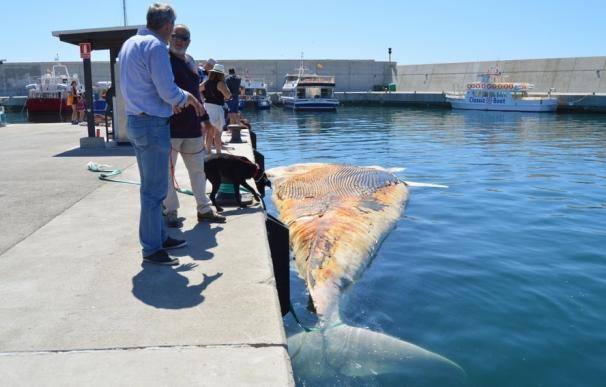 La ballena hallada muerta en Lloret de Mar (Girona) se trasladará al Cram para su necropsia