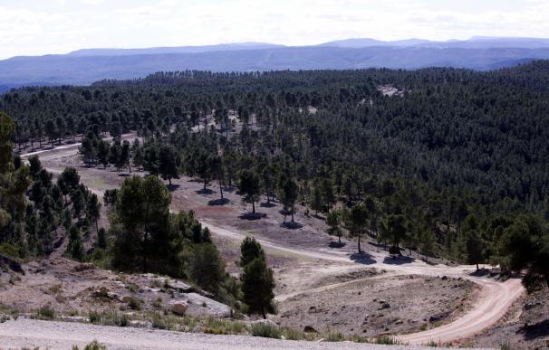 La Plataforma Forestal advierte que los montes valencianos serán "un polvorín" en verano por no retirar árboles caídos