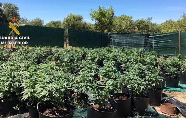 Desmantelado un cultivo con 413 plantas de marihuana en Porreres