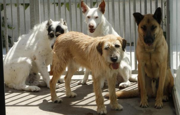 Cerca de 400 mascotas se adoptan en el Salón de la Adopción Animal, la cifra más alta en sus siete ediciones