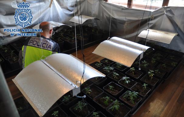Desmantelada en Laredo un plantación de marihuana 'indoor' con 1.265 plantas