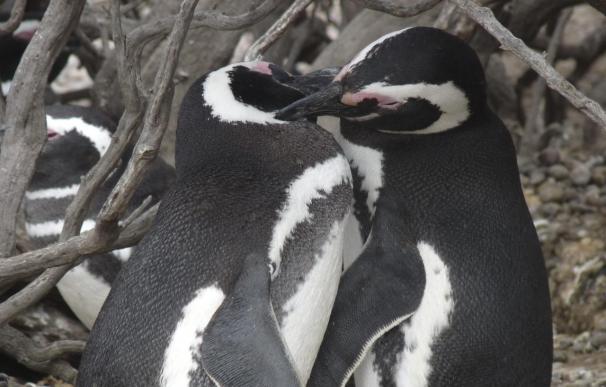 Una pareja de pingüinos "gays" recibe un polluelo en adopción en China