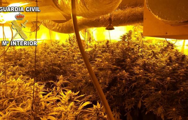Guardia Civil se incauta de 218 plantas de marihuana en un cobertizo en O Rosal e investiga al exmarido de la dueña