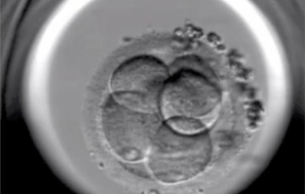 La implantación de varios embriones no aumenta las probabilidades de embarazo pero sí los riesgos