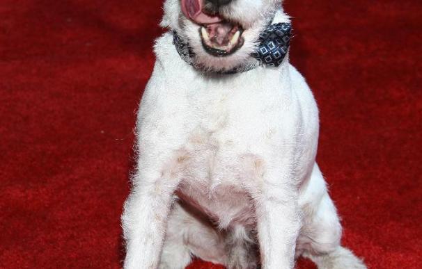 Uggie The Dog From "The Artist" Raises Awareness For Shelter Animals