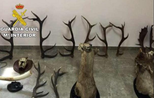 Detenidos acusados de robar cuernas y cabezas de ciervo y gamo de una casa de campo en Andújar