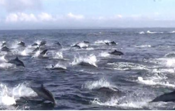 Más de 30 orcas tienden una emboscada a un grupo de delfines en el Pacífico