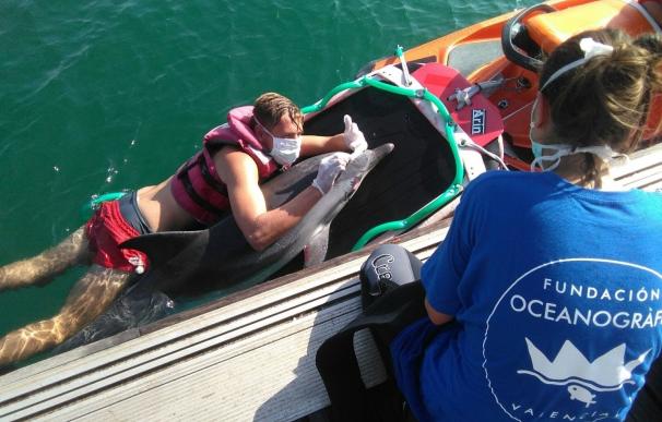 Un delfín varado en la playa de la Malvarrosa fallece por una enfermedad crónica
