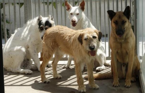 Más de 70.000 firmas piden apoyo para construir un refugio para perros abandonados en el Camino de Santiago