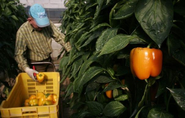 UPA arroja este viernes 20 toneladas de frutas y hortalizas en protesta por la crisis de precios