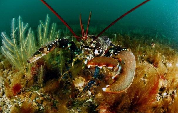 Oceana registra mas de 350 especies en el Mar del Norte y pide su protección legal