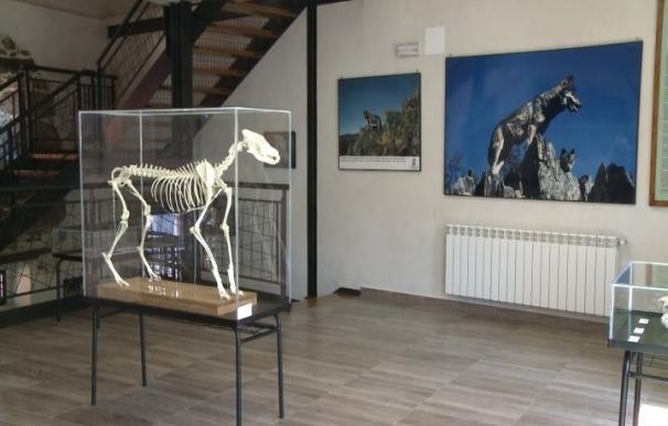 Extremadura cuenta con un espacio cultural dedicado al lobo para "enseñar" lo que es este animal "realmente"