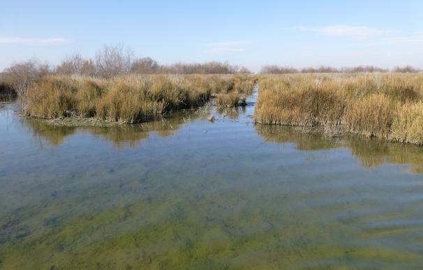 El Grupo de Investigación del Agua trabaja en la recuperación ambiental del humedal 'Junta de los Ríos' de Alcázar
