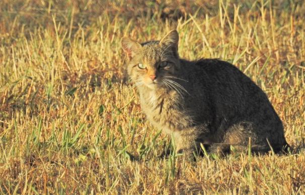 Naturalistas e investigadores inician un estudio sobre la presencia del gato montés en la montaña palentina