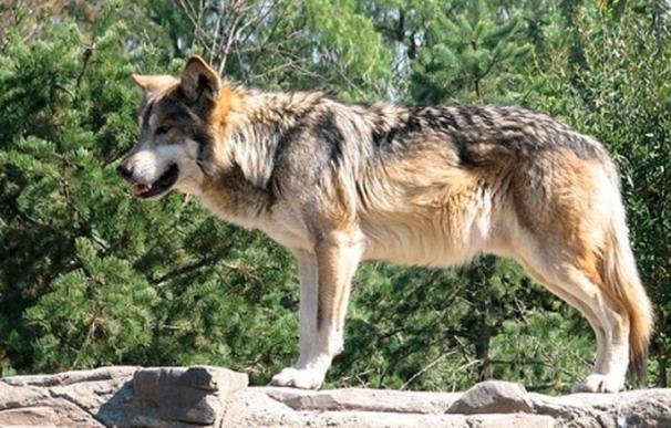 Cantabria dedica 150.000 euros a prevenir daños del lobo ibérico y oso pardo