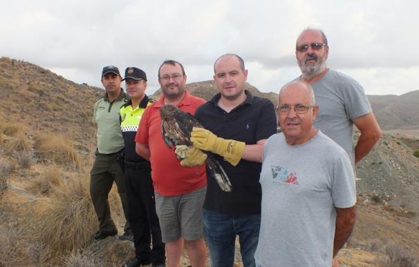 Medio Ambiente libera un ejemplar recuperado de águila perdicera en el paraje Sierra Lisbona, en Antas