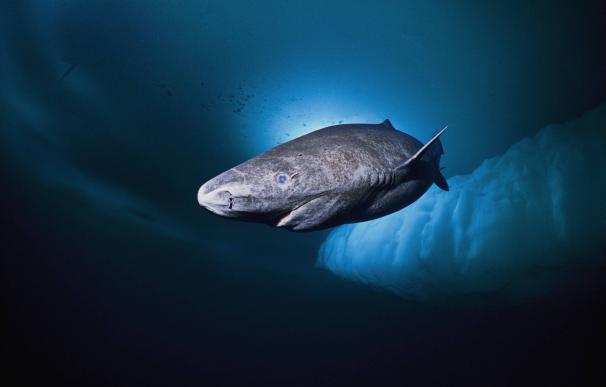Descubren al vertebrado más viejo de la Tierra: un tiburón de 4 siglos