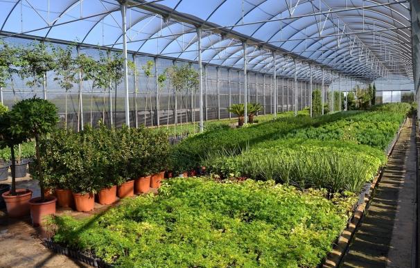 El vivero de la Diputación de Badajoz suministra plantas florales a más de 160 municipios de la provincia