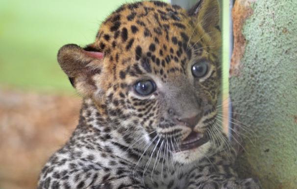 Nace una cría de leopardo de Sri Lanka en Bioparc Valencia