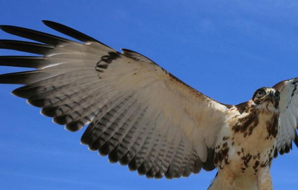 Aprobado el Plan de Recuperación del águila-azor perdicera
