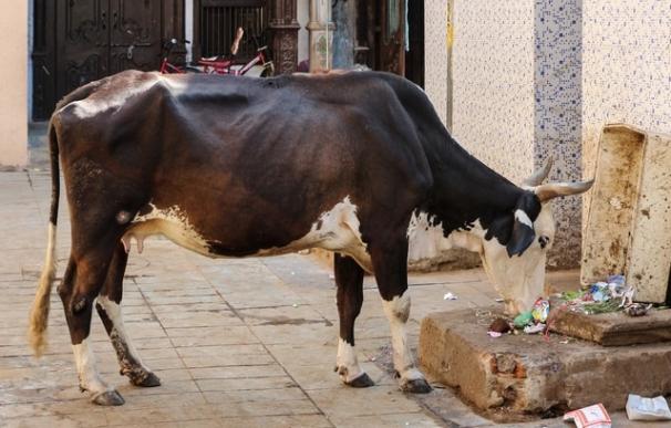 El Gobierno indio tiene intención de ampliar a todo el país su prohibición contra el sacrificio de vacas