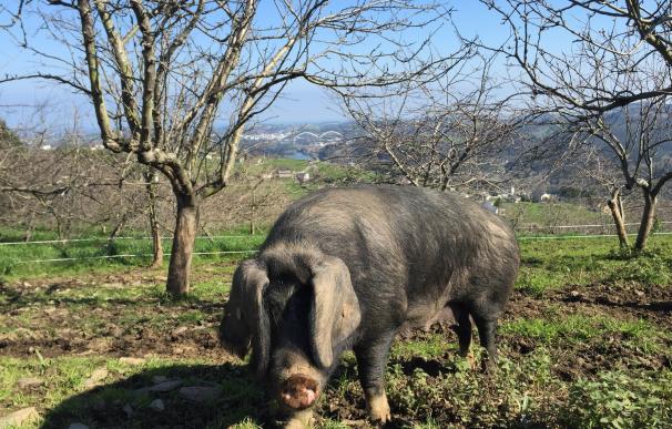 Foro critica el "escasísimo apoyo" del Gobierno a la raza porcina gochu asturcelta