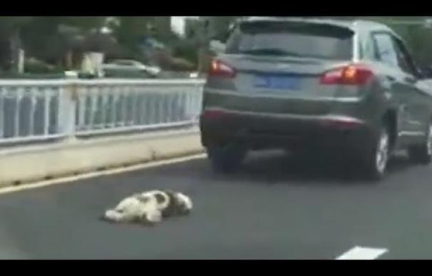 Intentan linchar a un conductor que ató y arrastró hasta la muerte a su perro