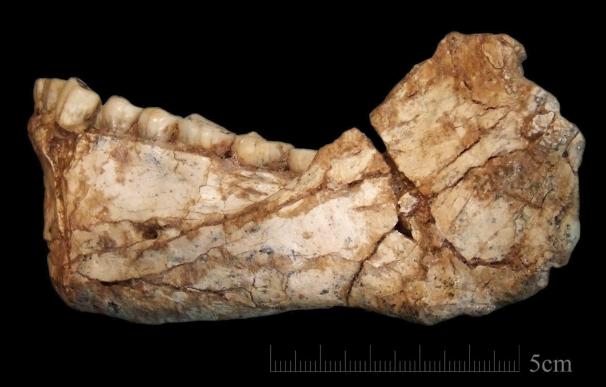 Fotografía facilitad por el Instituto Max Planck de Antropología Evolutiva de Leipzig (Alemania) hoy 7 de junio de 2017 que muestra una mandíbula de Homo Sapiens que ha sido hallada en la localidad de Yebel Irhoud (EFE/Jean-Jacques Hublin)
