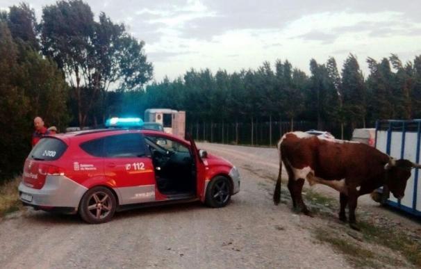 Localizadas tres vacas escapadas en Castejón