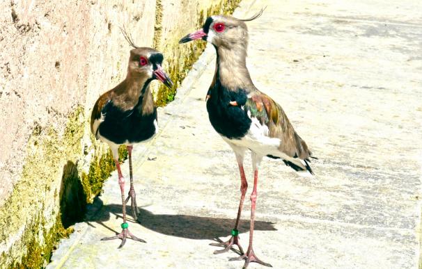 Terra Natura Benidorm amplía su catálogo de aves con dos parejas de Urraca de San Blas y una de Tero