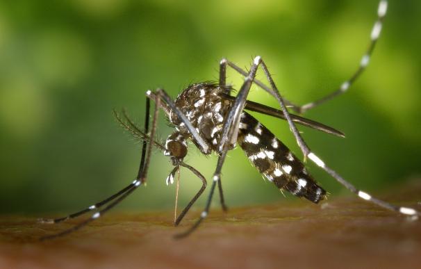 Sanidad recuerda que las CCAA trabajan para controlar el mosquito tigre que transmite el virus del Chikungunya