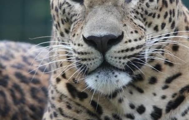 Nace el primer leopardo asiático en el zoo de Santillana