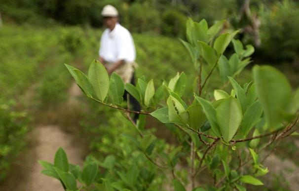 Evo Morales anuncia la erradicación del cultivo de coca ilegal en un parque nacional