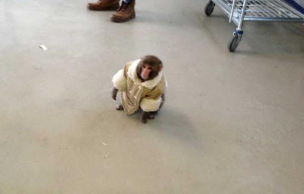El mono que se paseaba por Ikea es enviado a un santuario animal