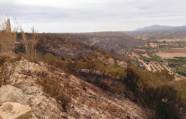 Controlado el incendio de Petra (Mallorca), con 45 hectáreas de vegetación afectadas