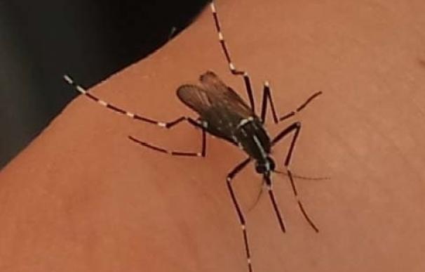 El mosquito tigre aparece por primera vez en La Joyosa y Caspe y también está presente en Monzón